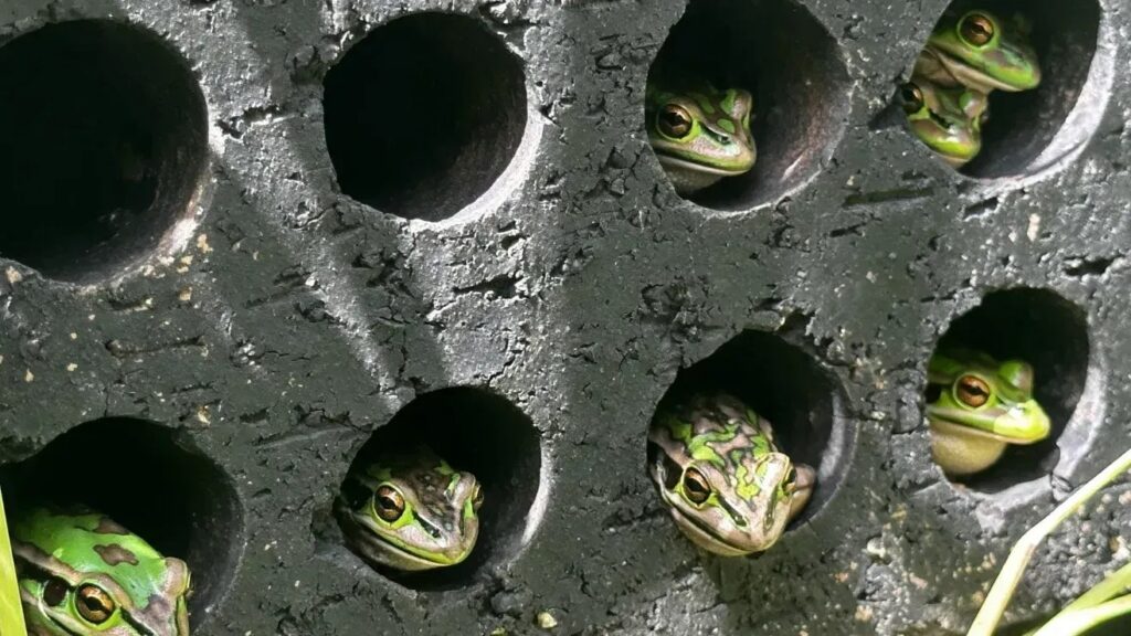 Saunas e banhos medicinais para rãs: salvando anfíbios ameaçados
