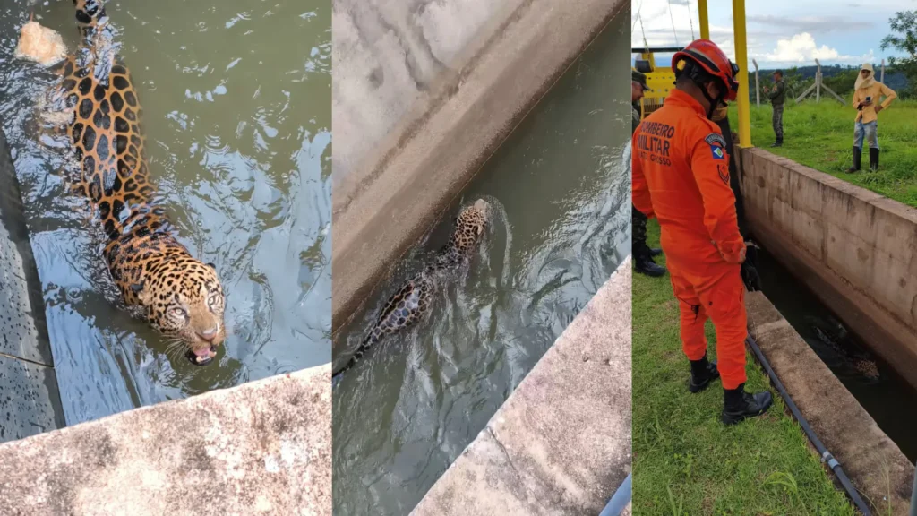 Onça-pintada presa em canal de usina hidrelétrica é resgatada com sucesso