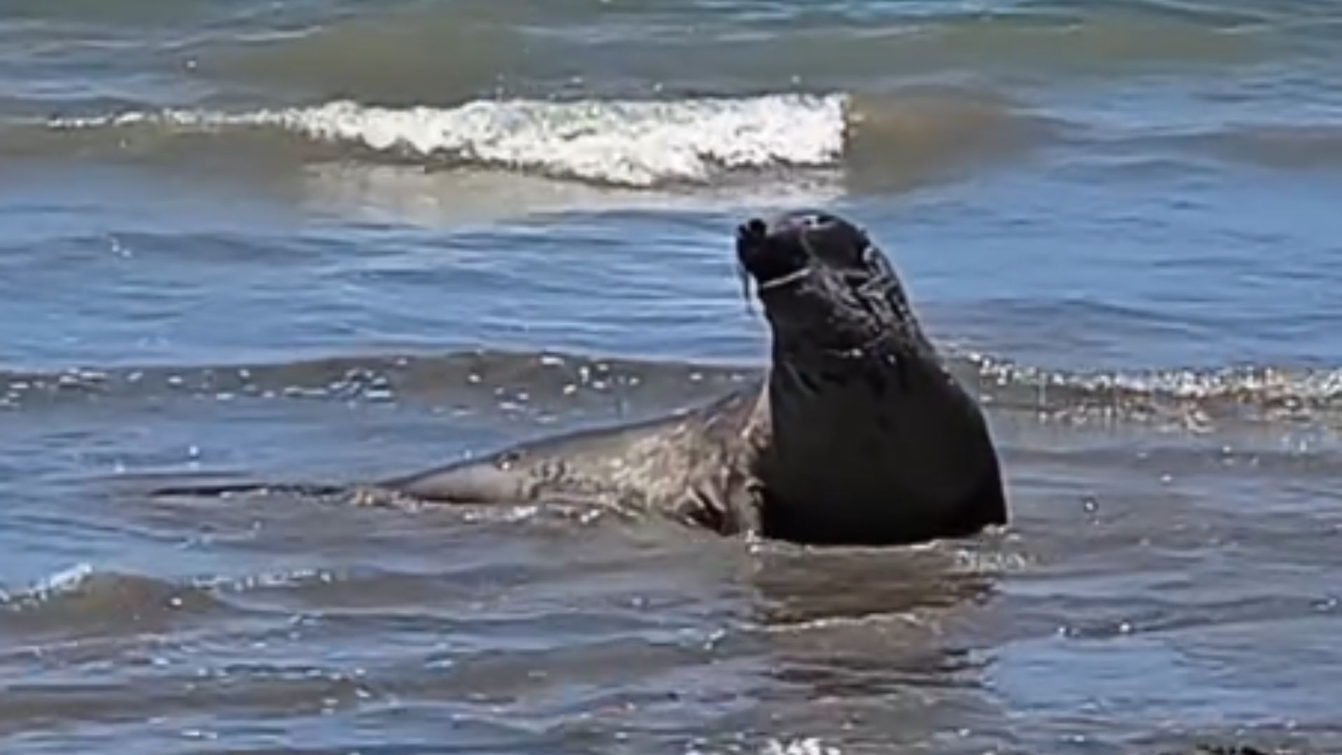 Elefante-marinho “Leôncio” morre por golpe na cabeça em Alagoas