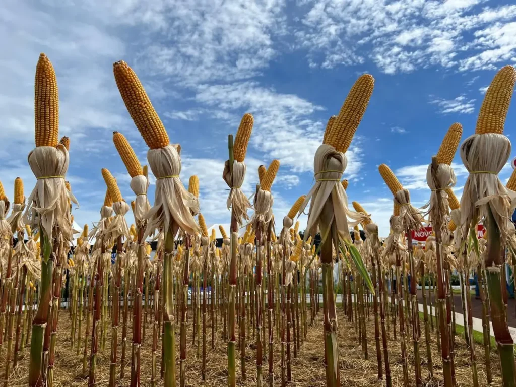 Atraso no plantio de milho comprometerá a produção em Goiás