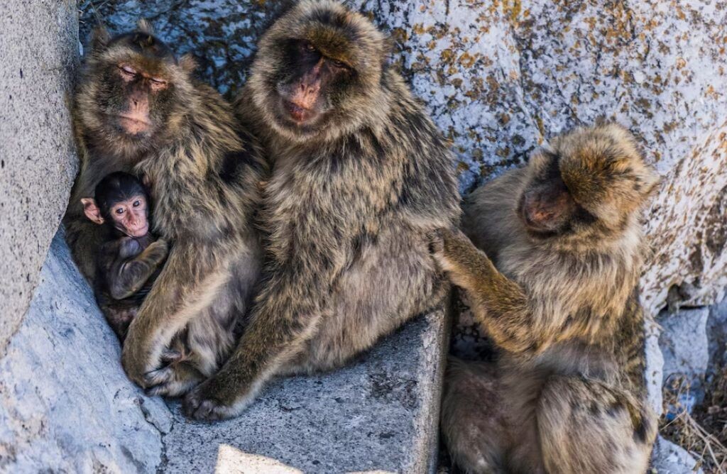 Macacos de Gibraltar evitam dores de barriga com truques simples