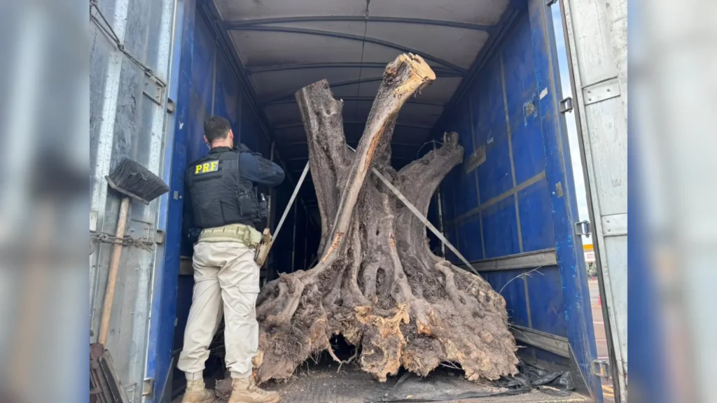 PRF apreende oliveiras centenárias e protege a biodiversidade