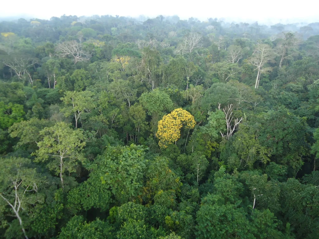 Mudanças nos hábitos dos chineses e a proteção da Amazônia