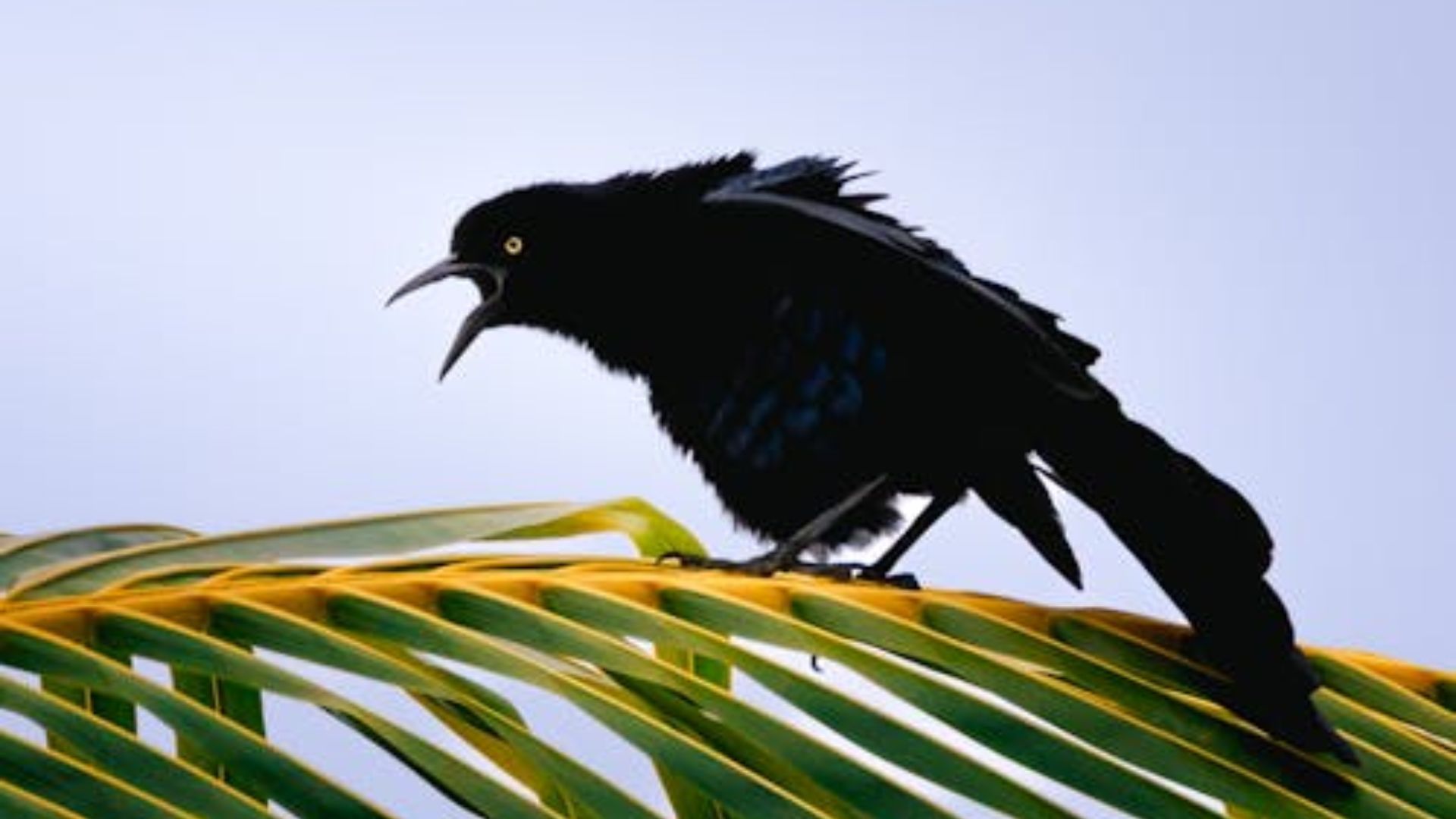 Aves urbanas sentem mais medo de mulheres do que de homens: estude!