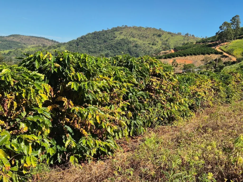 Guerra no Oriente Médio faz crescer custo de produção de café brasileiro