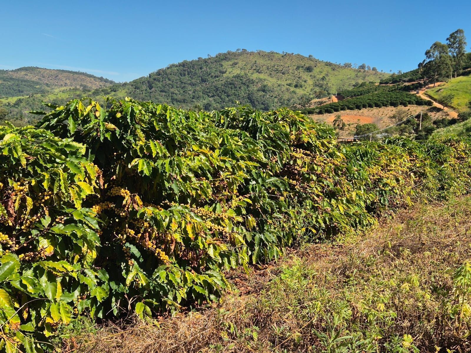 Guerra no Oriente Médio faz crescer custo de produção de café brasileiro
