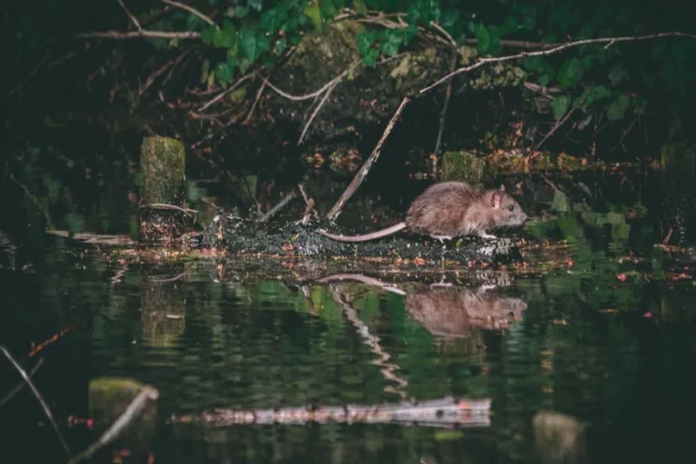 Hantavírus: Sintomas e alertas após surto em cruzeiro