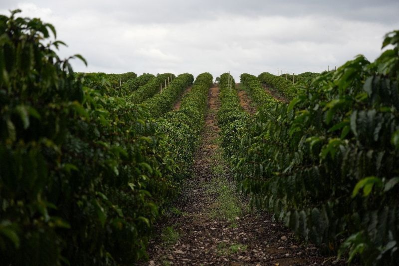 Vendas da safra nova de café do Brasil seguem lentas em 2023