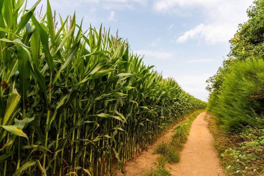 Moagem de cana-de-açúcar do Centro-Sul dobra em abril e impulsiona produção
