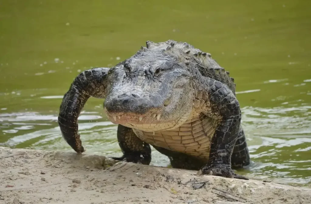 Menino de 11 anos tem mão amputada após ataque de jacaré nos EUA: Entenda a Tragédia