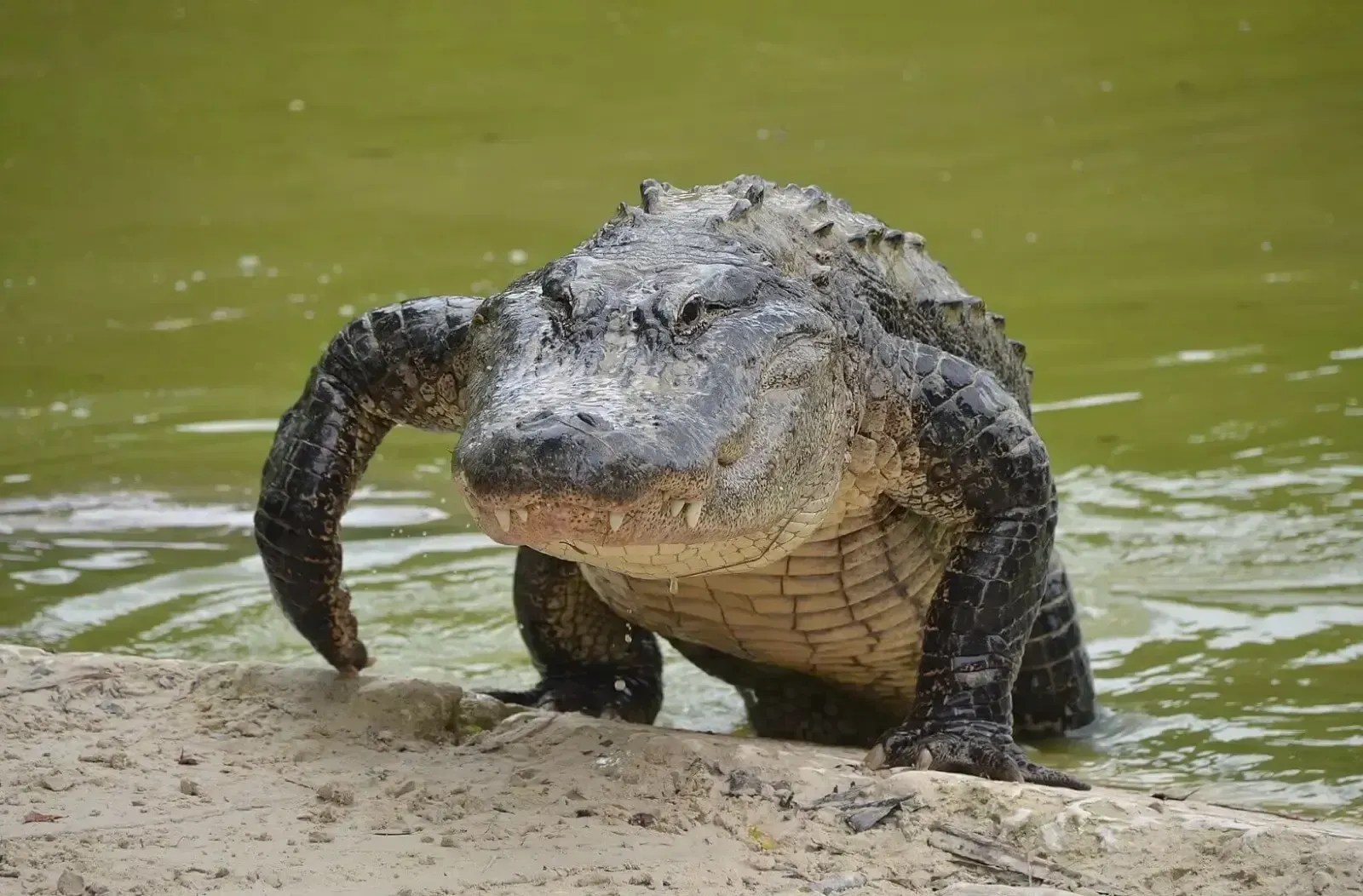 Menino de 11 anos tem mão amputada após ataque de jacaré nos EUA: Entenda a Tragédia