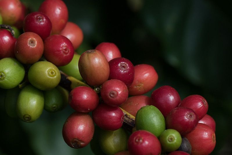 Café arábica avança 1,83% em Nova York com oferta ameaçada