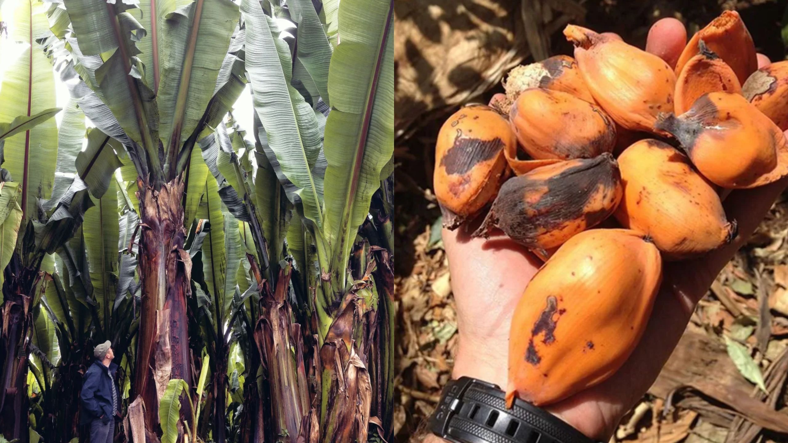 Parece uma banana gigante, mas pode acabar com a fome mundial