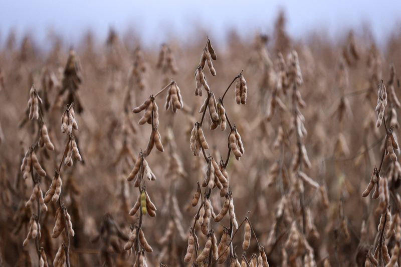 Plantio de soja no Paraná atinge 47% da área atrasada