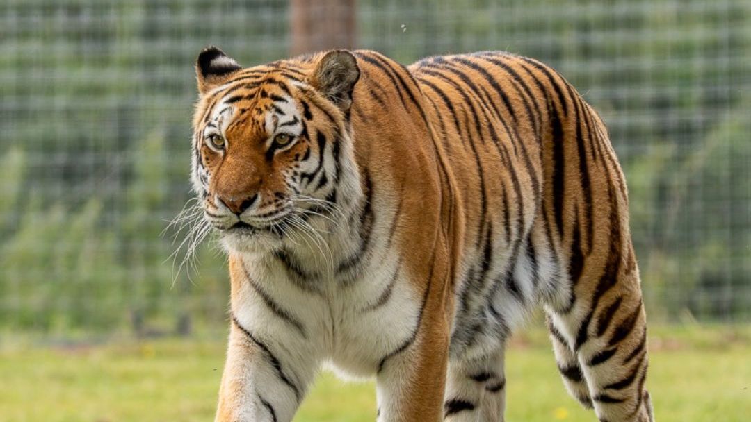 Tigre que matou homem no Reino Unido não será sacrificado
